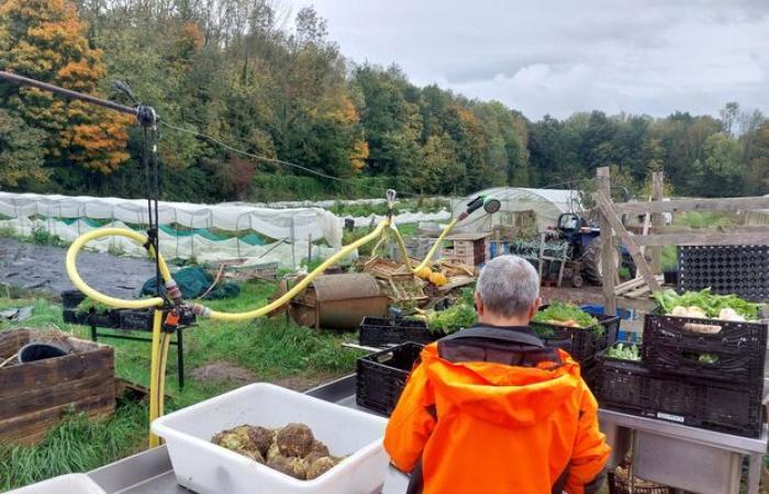 Un'azienda agricola biologica a Longpont raccoglie 13.000 euro in donazioni per raccogliere le sue verdure in buone condizioni