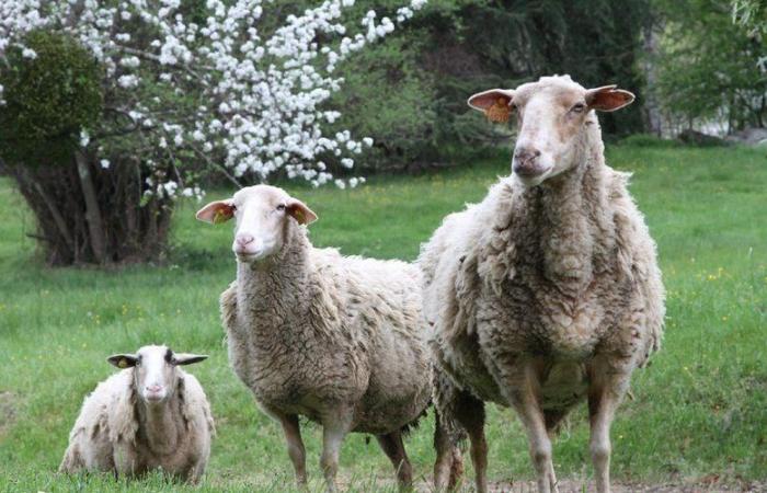 La zona regolamentata per la febbre catarrale degli ovini si estendeva a tutto l'Aveyron