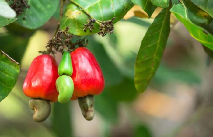 Senegal: i trasformatori di anacardi chiedono aiuto allo Stato