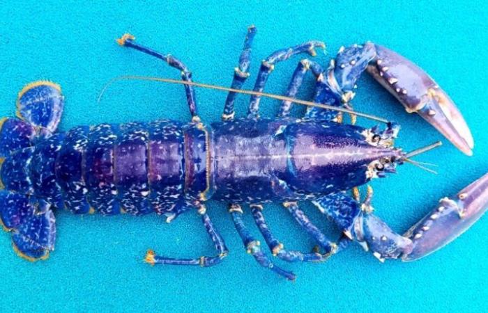 Come questa aragosta blu è passata da un acquario alle vasche di questo acquario della Loira Atlantica