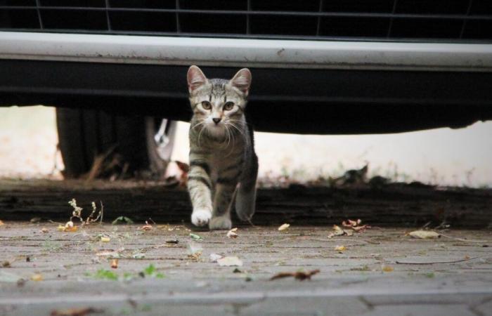 “Abbiamo ucciso tutti i gatti…” Un'associazione denuncia un massacro in un piccolo villaggio del Gers