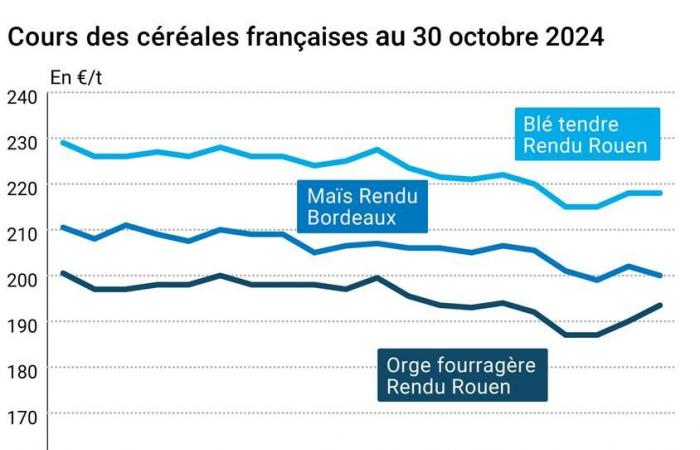 COTidienne | Cereali – Le vendite tecniche pesano sulle quotazioni del grano tenero Euronext, nonostante il potenziale acquisto di 3 barche di grano francese da parte del Marocco