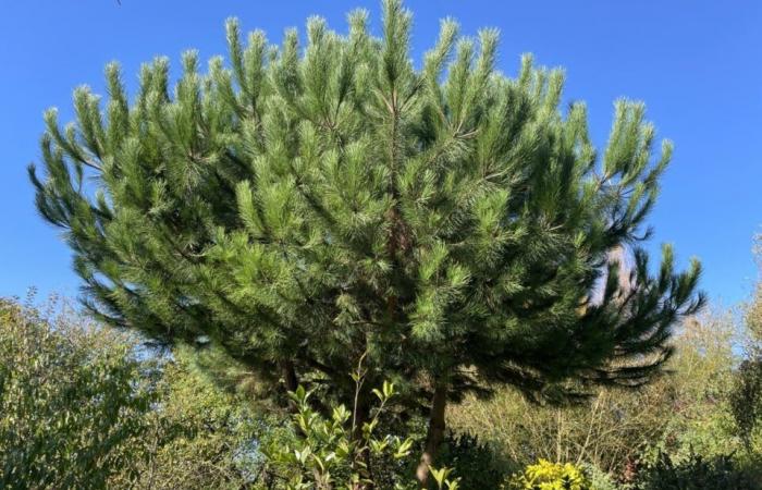 La Folêterie, uno straordinario giardino nell'Orne scolpito con amore da 30 anni