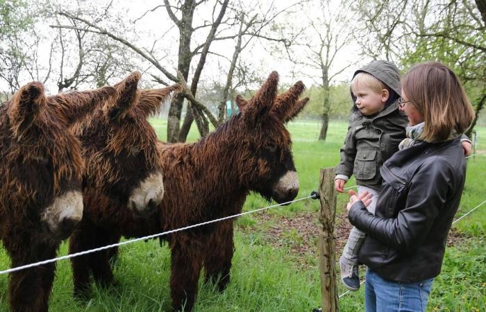 le nostre idee per gite in famiglia nella Charente-Maritime