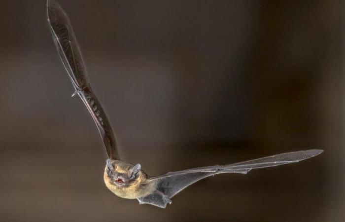 Sonar, uno strumento di precisione utilizzato dai pipistrelli per percorrere lunghe distanze