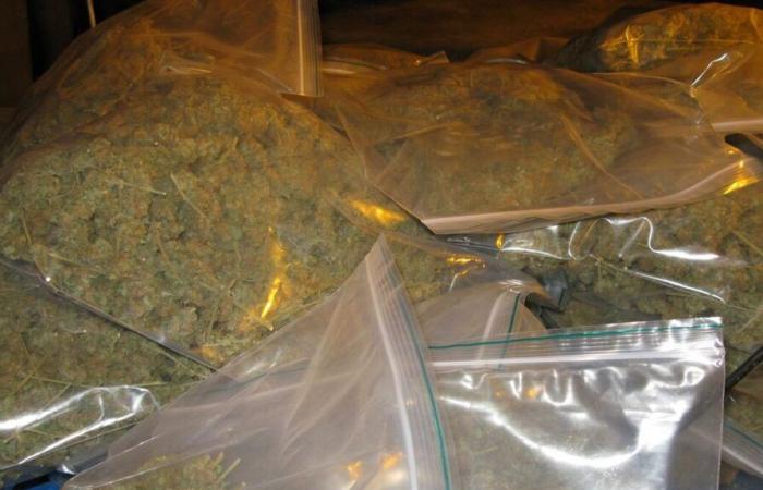 Yvelines: il venditore di cannabis era appena uscito di prigione