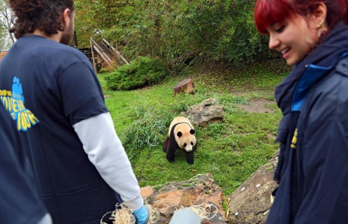 nell'intimità dello zoo di Beauval con i panda