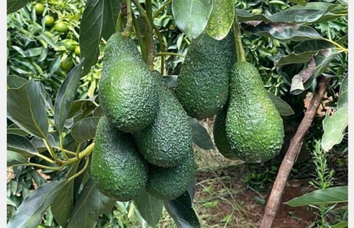 “La determinazione dei clienti ad abbassare i prezzi degli avocado marocchini è evidente”