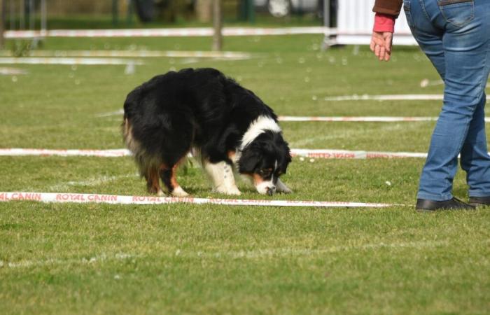 Il concorso di scavo Canine du Lot si terrà il 10 novembre 2024 – Medialot