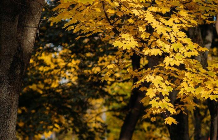 Buone notizie? : “50% di probabilità” che novembre, dicembre e gennaio siano più caldi della media… Météo France esclude la possibilità di un trimestre fresco quest'anno