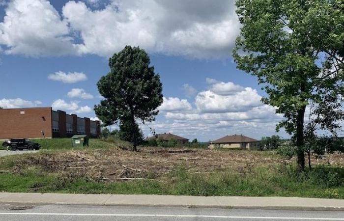 Multe di 50.000 dollari per alberi tagliati senza permesso a Sherbrooke