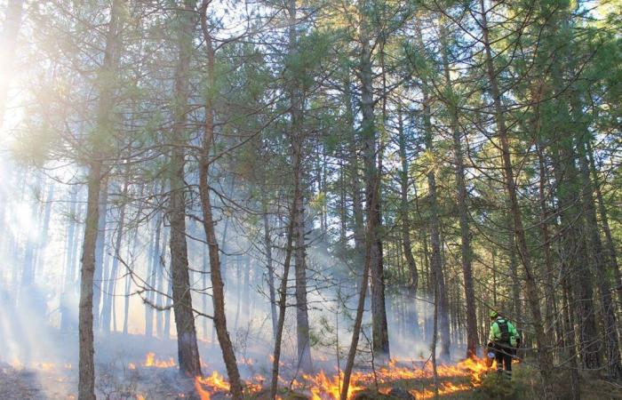 Gli scienziati lanciano l’allarme sullo stato delle foreste terrestri