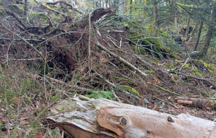 in Bretagna, un anno dopo la tempesta Ciaran, la natura rinasce