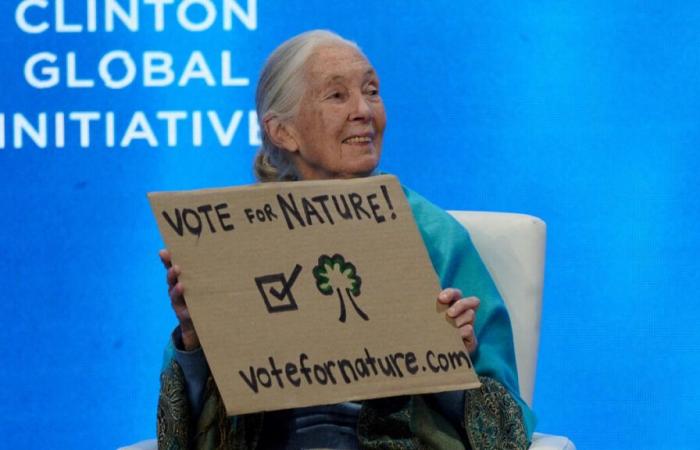 A Côtes-d'Armor, una riserva naturale intitolata a Jane Goodall, icona della biodiversità