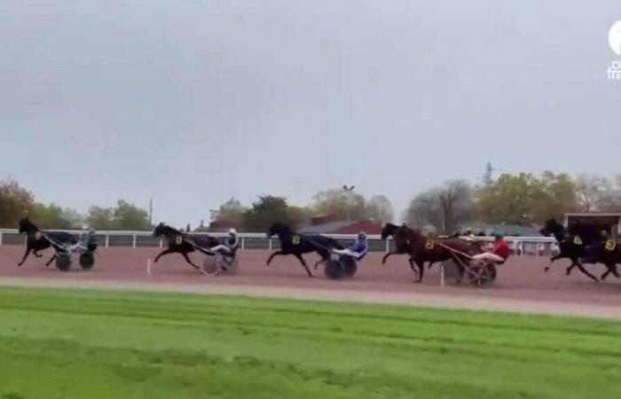 VIDEO. All'ippodromo di Laval abbiamo seguito il Gran Premio di Toussaint il più vicino possibile alla pista