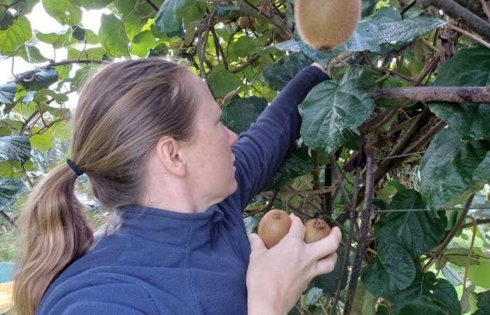 Vicino a Tolosa, la raccolta dei kiwi riscuote un grande successo tra le persone alla ricerca di prezzi interessanti