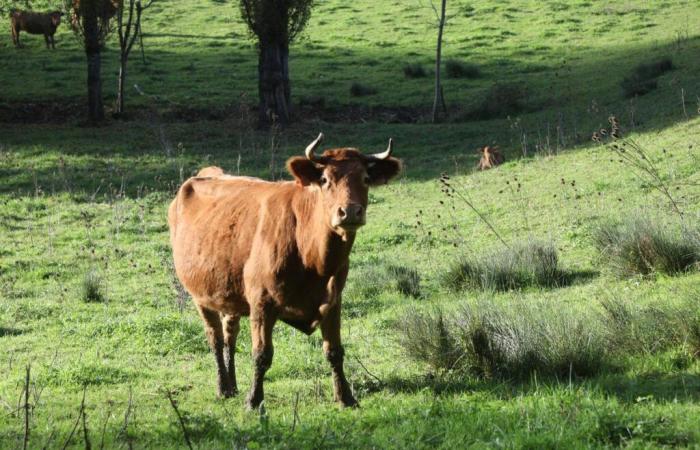 « On abat 400 bovins par an »