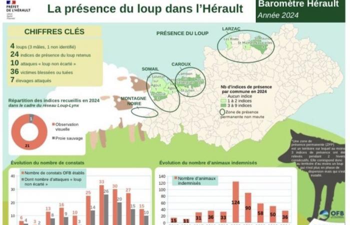 il lupo si aggira sul Larzac