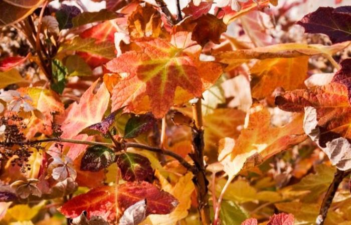 Perché le foglie autunnali sono gialle e rosse?