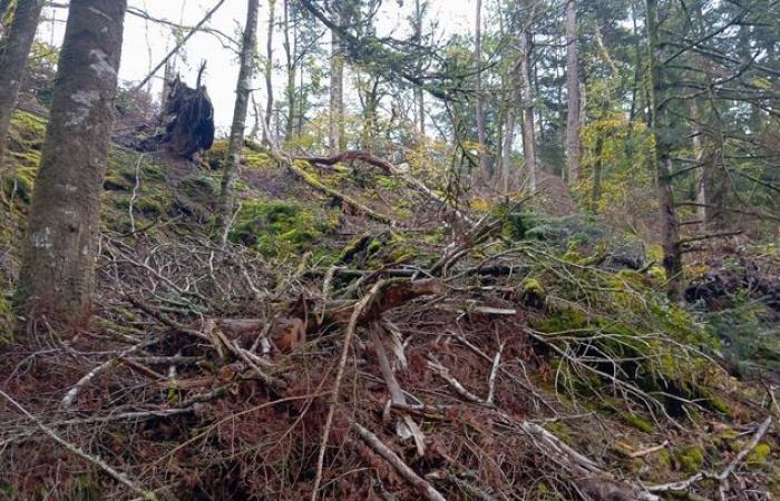 in Bretagna, un anno dopo la tempesta Ciaran, la natura rinasce