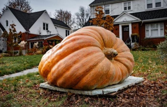 Buon Halloween! | Radio-Canada