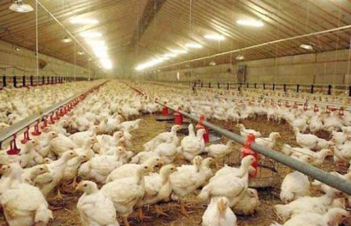 I prezzi massimi alla produzione del pollo vivo pari a 3,5 dinari/kg includono le vendite a livello dell’agricoltore