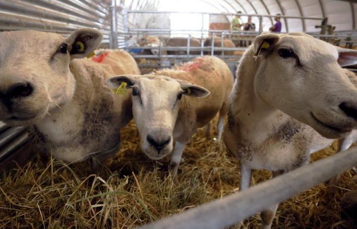 Allevamento di bestiame: Tarn-et-Garonne colpito da una nuova variante della febbre catarrale degli ovini, tutta l'Occitania inserita in una zona regolamentata