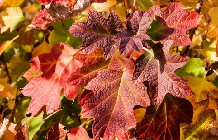 Perché le foglie autunnali sono gialle e rosse?