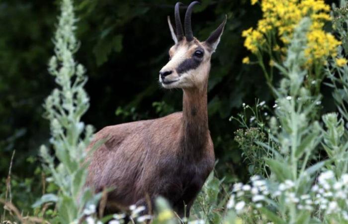 Dubbi. Aspas denuncia la legittimità del piano annuale di caccia al camoscio