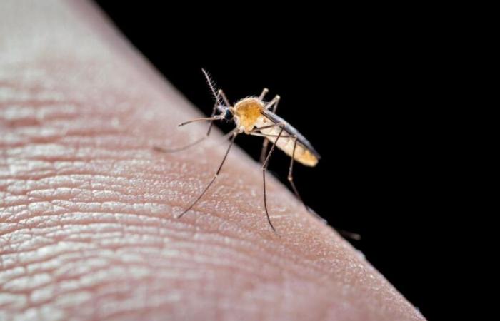 Epidemia di dengue attiva in Martinica, “molto attiva” in Guadalupa