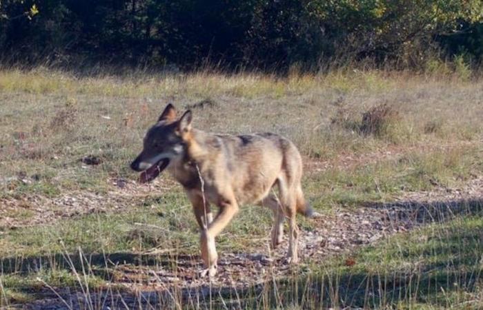 il lupo si aggira sul Larzac