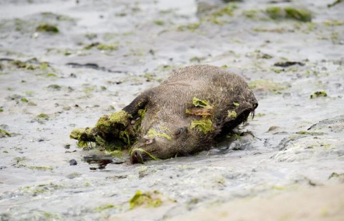 Quattro cinghiali morti ritrovati su due spiagge della baia di Saint-Brieuc