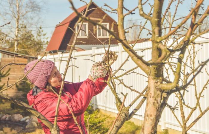 Nel mese di novembre ci sono date importanti da ricordare nel giardino affinché possa resistere alle prime gelate