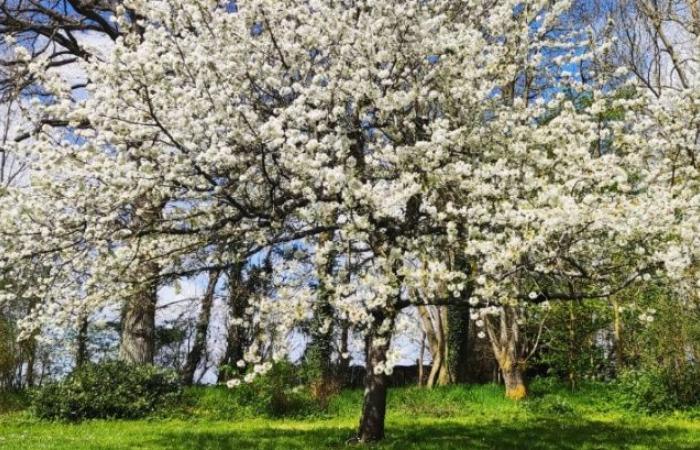 No alla realizzazione di un parco fotovoltaico a Sébécourt! Sì alla preservazione del nostro ambiente naturale!