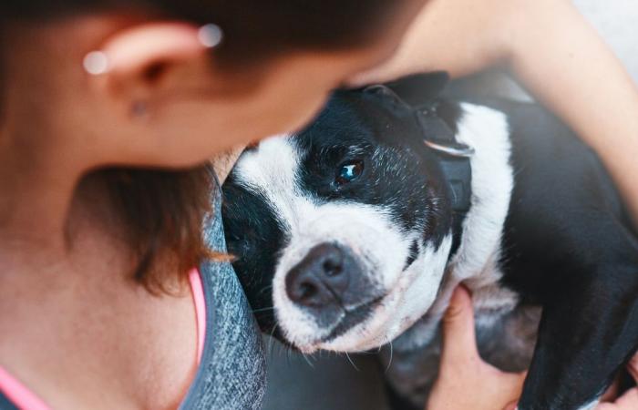 FATTO DEL GIORNO Come piangere la perdita del proprio animale domestico?