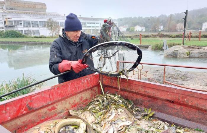 Inquinamento del canale del Loing: il prefetto ordina lo svuotamento dell'acqua mortale per i pesci