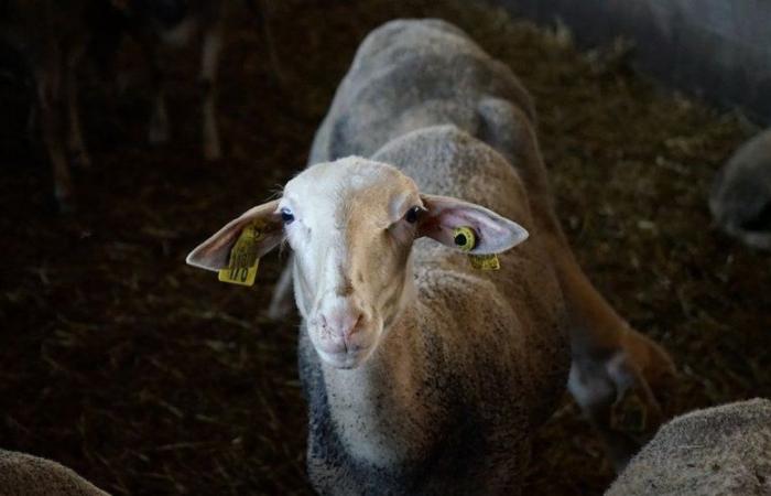 L'Aveyron entra in una zona regolamentata per la febbre catarrale degli ovini, cosa significa?