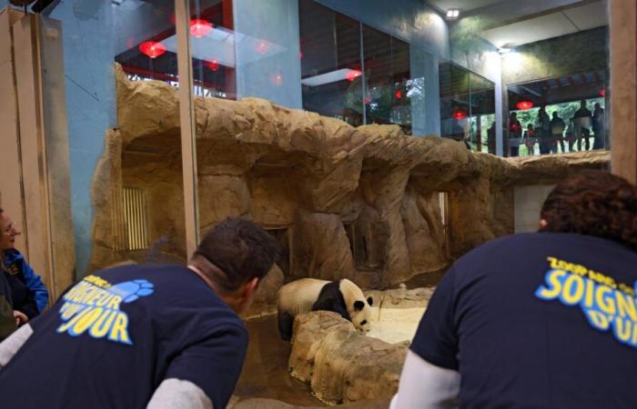 nell'intimità dello zoo di Beauval con i panda