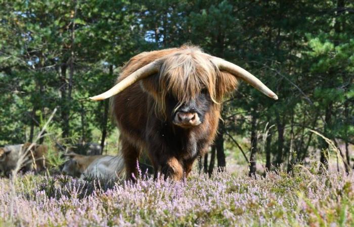 Idee per gite nel Cantal: la nostra selezione dal 1 al 3 novembre