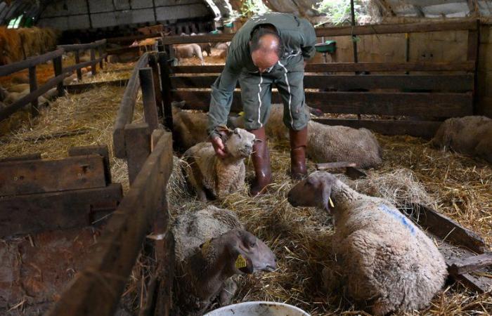 Il ministro dell'Agricoltura sarà lunedì a Tarn per incontrare gli allevatori