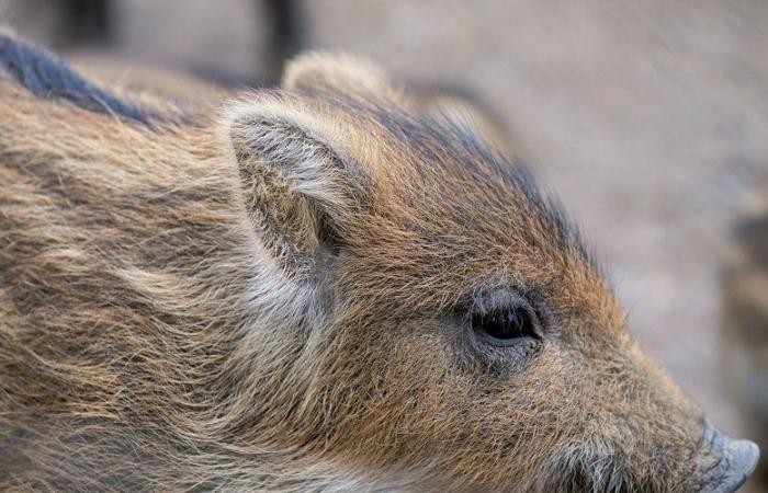 Il corpo di un cinghiale ritrovato davanti a una moschea, aperta un'inchiesta