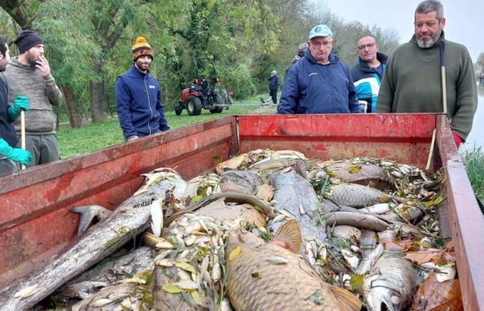 Inquinamento del canale del Loing: quantità di saccarosio nell'acqua mortale per migliaia di pesci