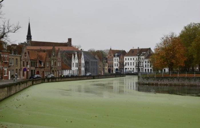 Strato galleggiante verde sul Reien: “Ma nessun pericolo per l’uomo e gli animali” (Bruges)