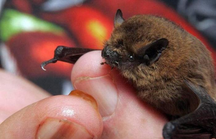 Pipistrelli, uccelli… La LPO cerca volontari per il servizio civile nel Maine-et-Loire