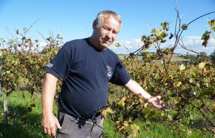 Problema amministrativo, cattivo trattamento delle viti… un'azienda vinicola in pericolo nella Charente-Maritime