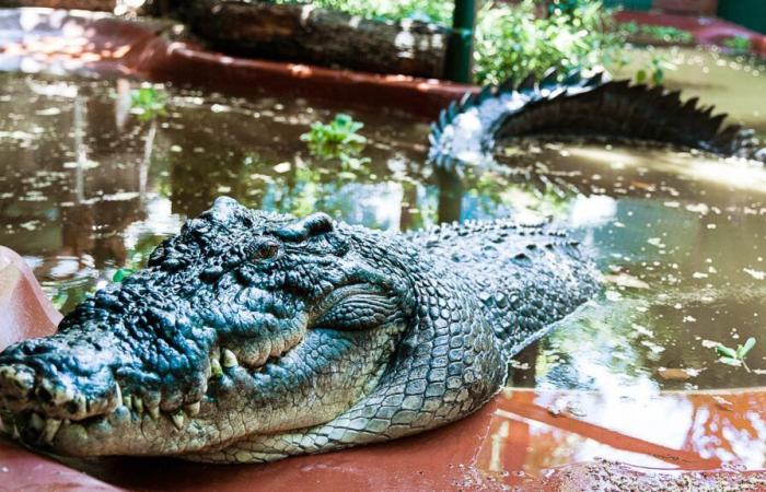 È morto Cassio, il più grande coccodrillo in cattività del mondo