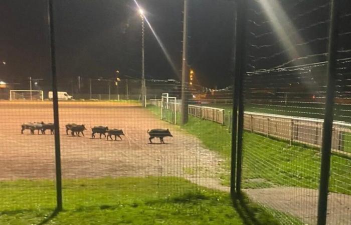 VIDEO – Alta Savoia: cinghiali arano un campo di calcio a Saint-Pierre-en-Faucigny