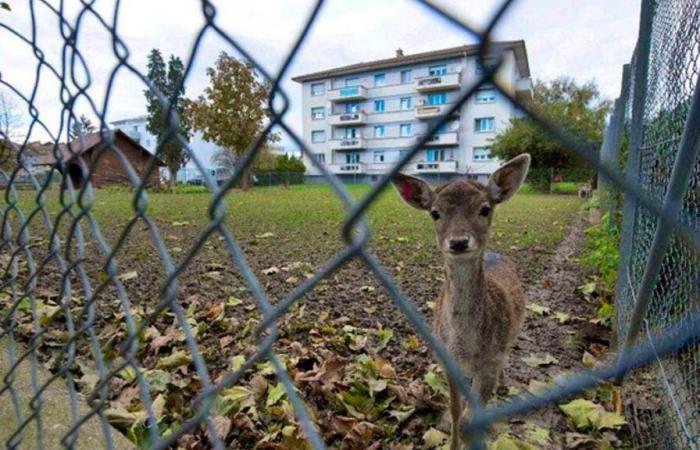 Morte di due cerbiatti nel parco di Payerne: il pubblico richiama all’ordine