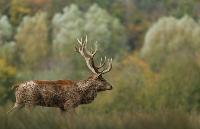 tre grandi cervi sono stati uccisi dai cacciatori in meno di due settimane