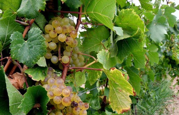 Nell'Aude, la proliferazione di un insetto preoccupa la resa della produzione vinicola al momento della vendemmia